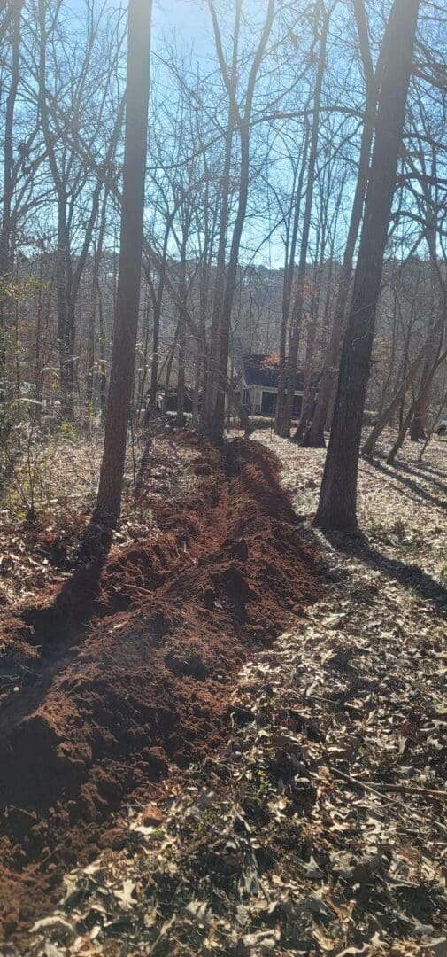 A dirt road in the middle of a forest.